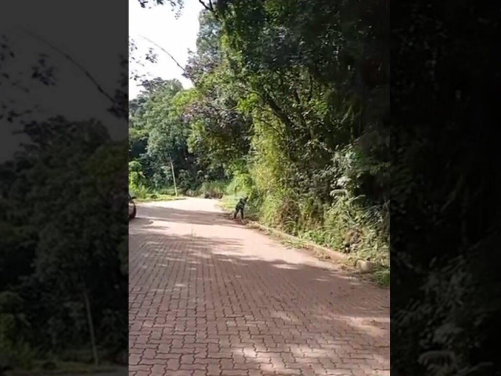 Moradores do Marzagão fazem limpeza por conta própria após meses de abandono pela prefeitura